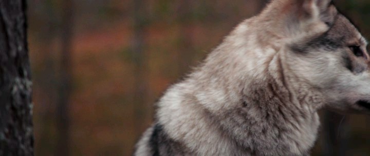 Ailo.Un.Avventura.Tra.I.Ghiacci.2018.iTALiAN.BDRiP.AC3.XviD.avi_snapshot_00.51.33.541