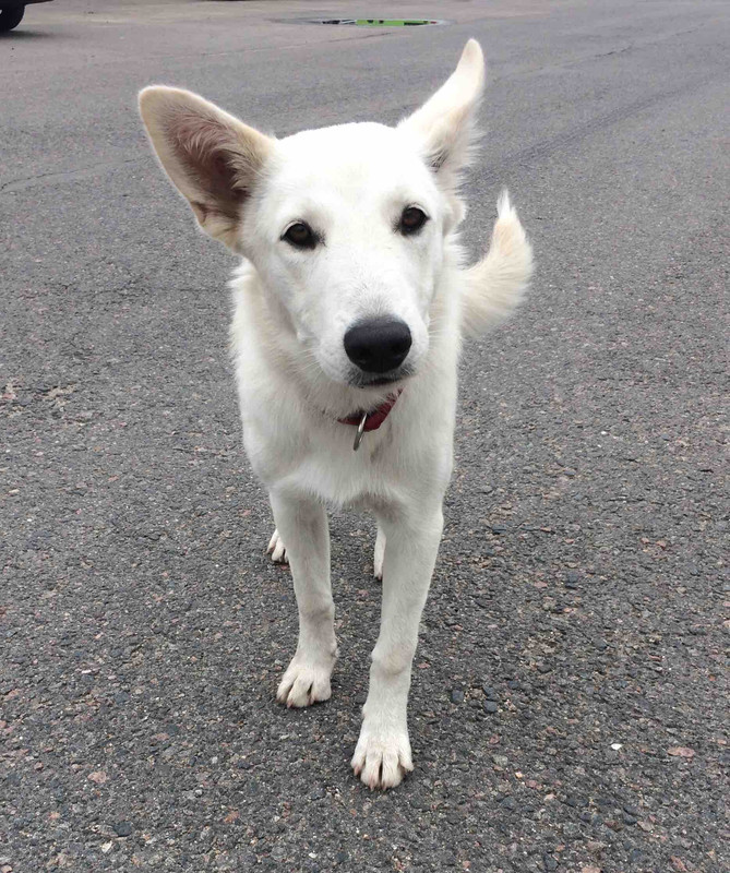 изображение_viber_2020-05-10_2