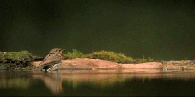 Bird-bathing