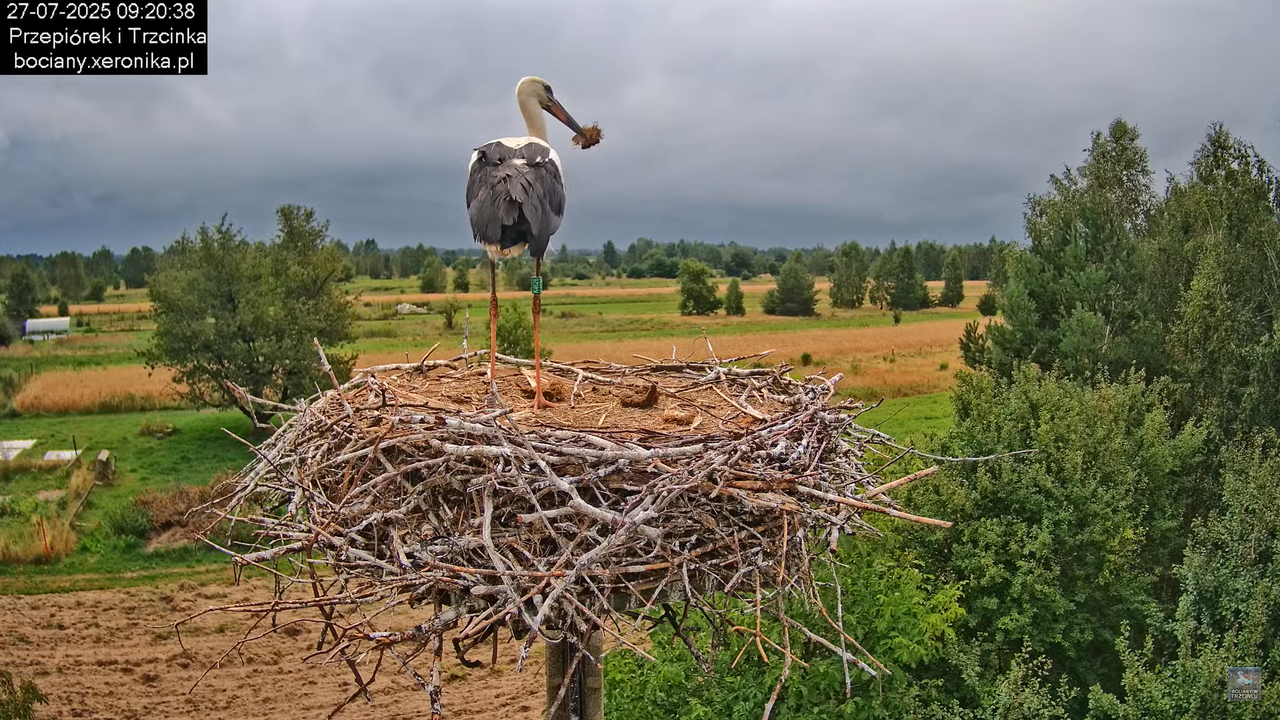 27072025bociany25