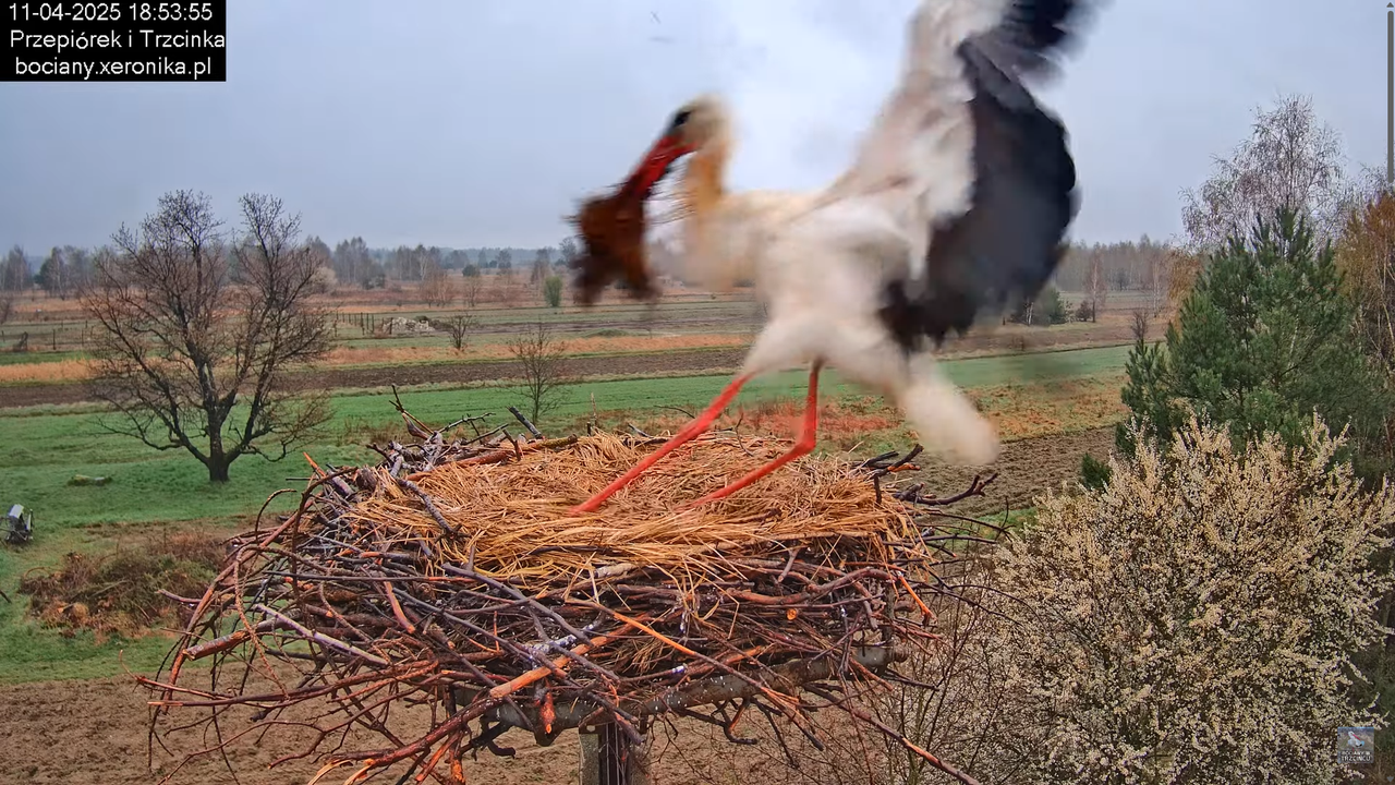 11042025bociany12
