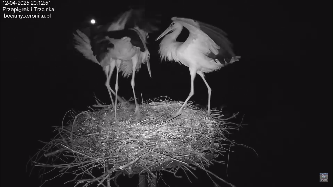 12042025intruzwgniezdzie_1