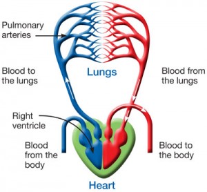 [Image: circulatory-300x278.jpg]