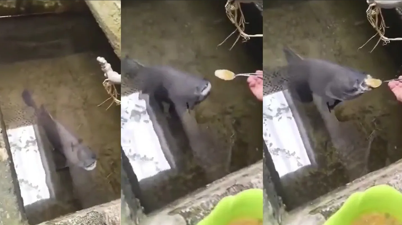 ¡Insólito! Pez come sopa con cuchara en video viral