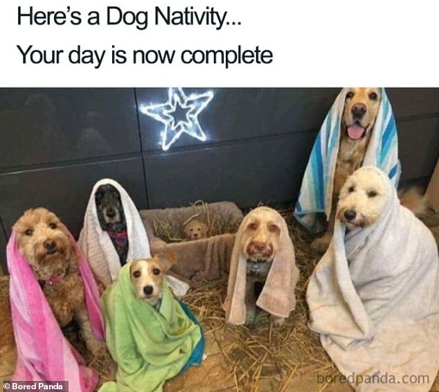 dog-nativity