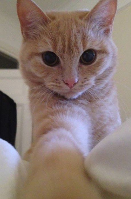 20 котов-хакеров, которые неправильно ввели пароль, и были сняты на веб-камеру