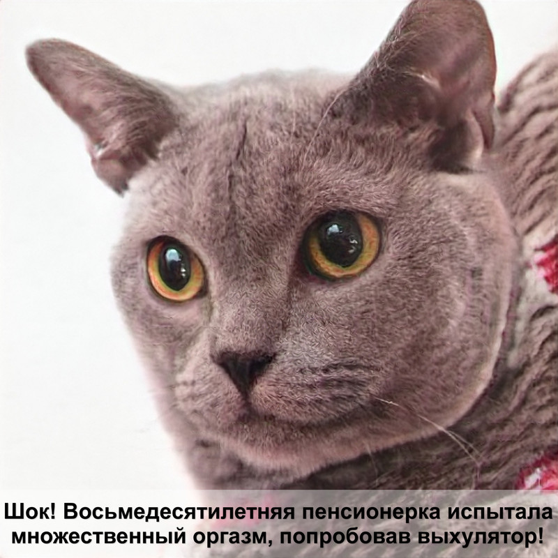 сколько лет живут британская кошка