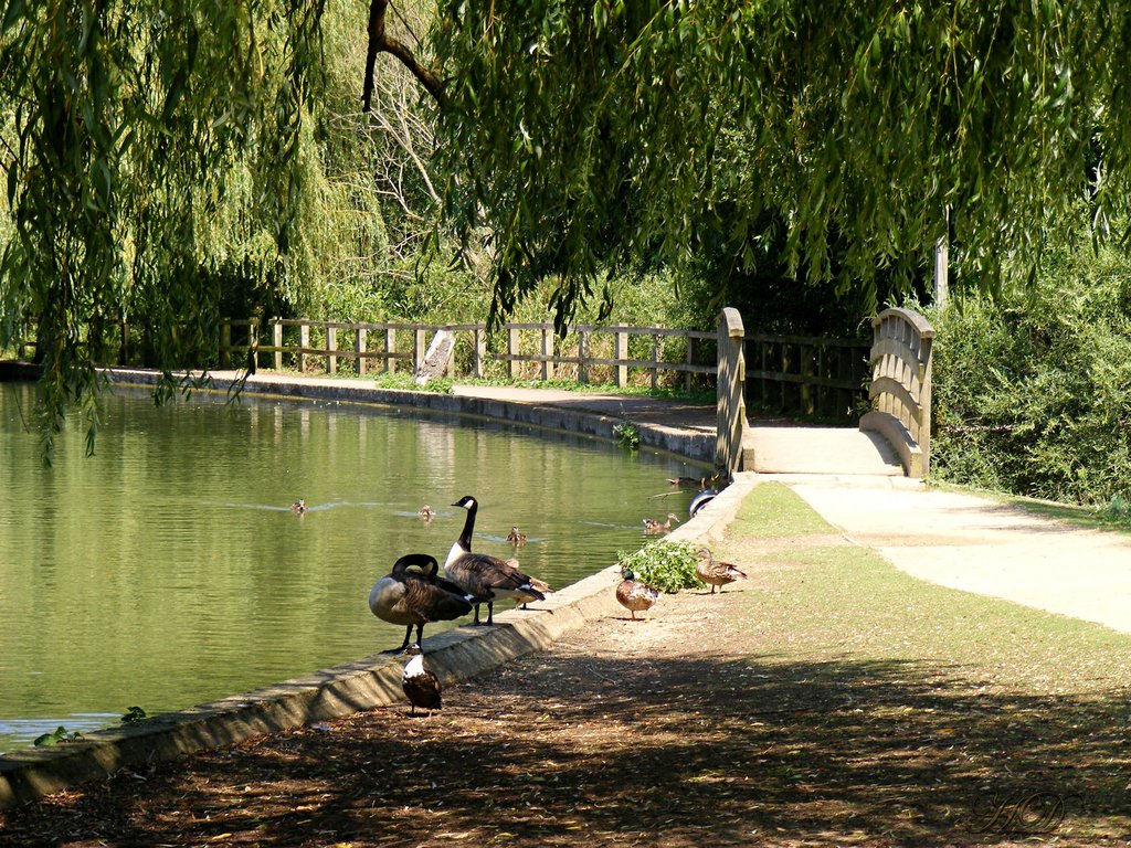 animals-geese-park-HD.jpg