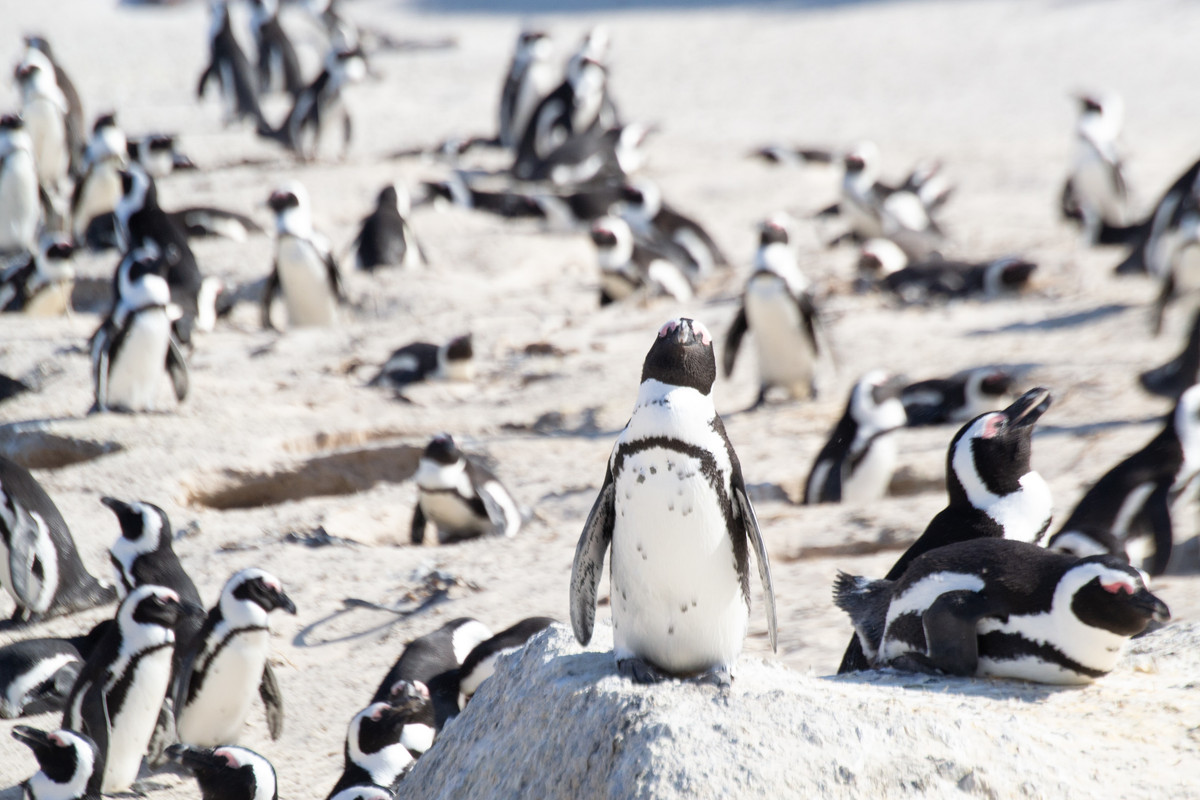 penguins-147
