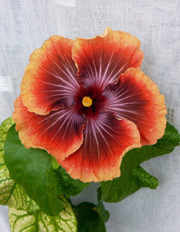 Petar's Spring Magic - RK Lucifer  x   RK Krakatoa   22.3.2023 first bloom