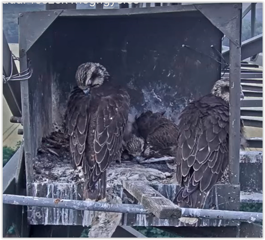 Screen Shot 06-08-25 at 07.57 PM