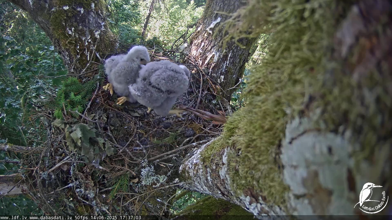 Melnās klijas (Milvus migrans) Kurzemē_ peļu klijāni (Buteo buteo) 14-37-8 screenshot (1)