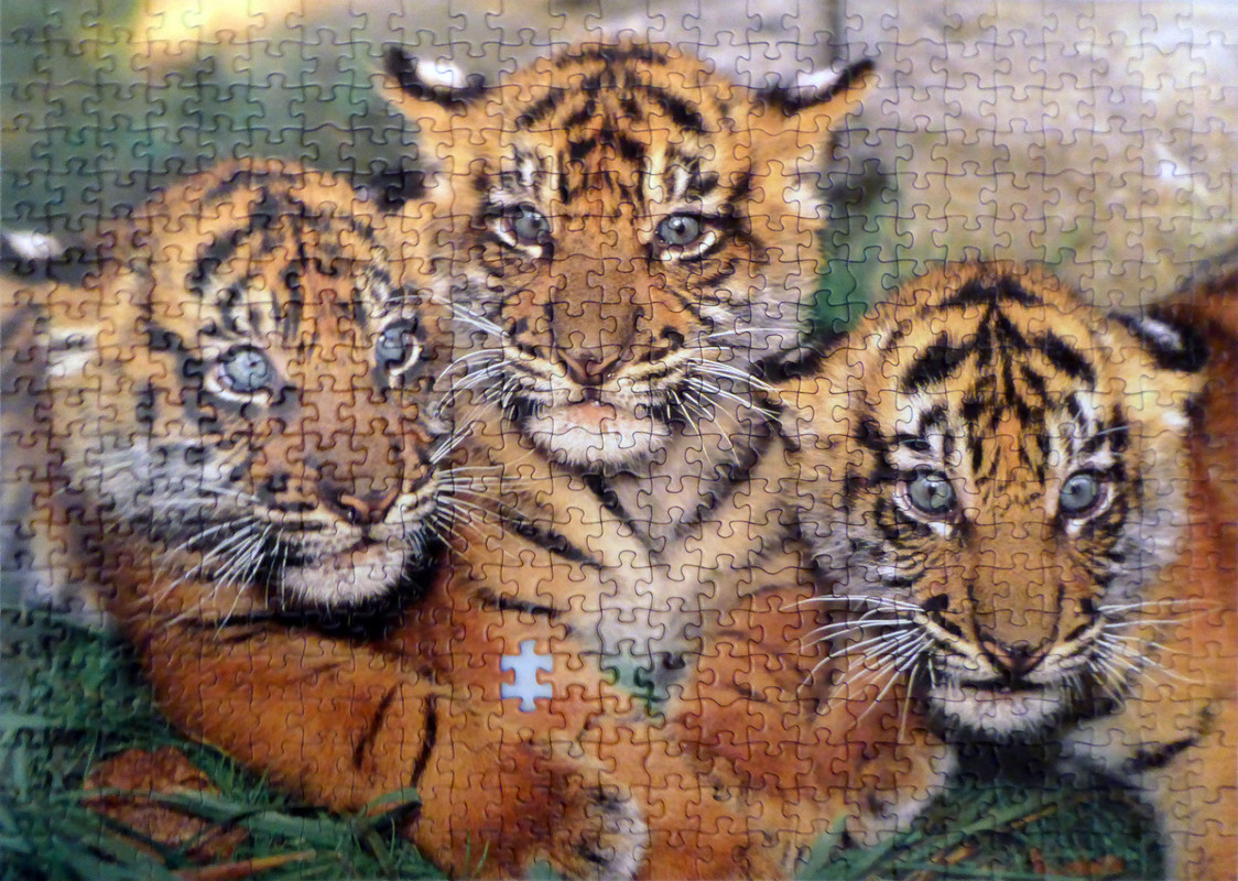 PequeñosTigres500Educa