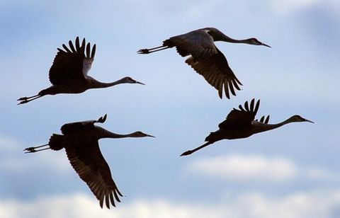 TG3AOYTJNNCG5AFW6IVR7XR2LQ crane hunting