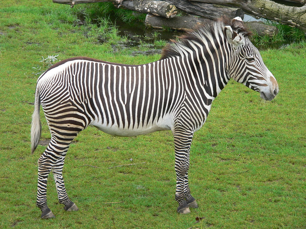 https://i.postimg.cc/qvjPCpTq/1200px-Zebra-zoo-leipzig.jpg