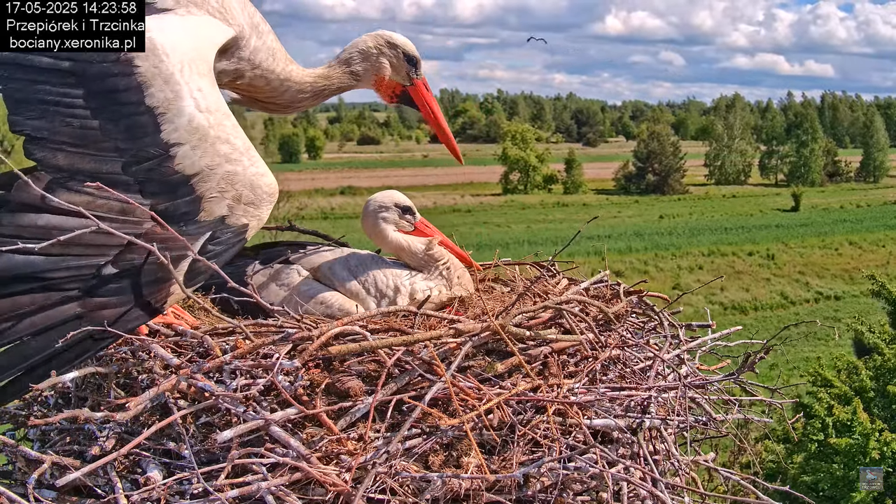 17052025bociany35