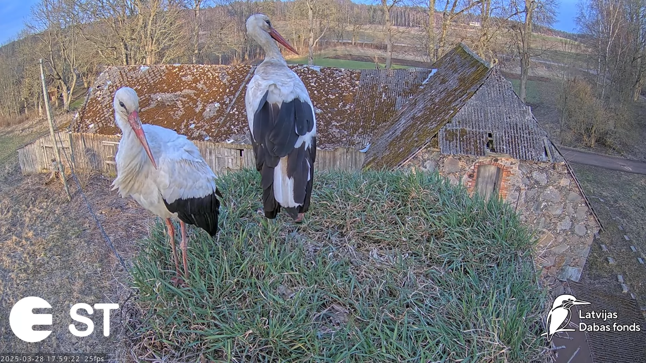 (16) Baltie stārķi (Ciconia ciconia) Tukuma novadā __ White storks in Tukums, Latvia - YouTube - 788