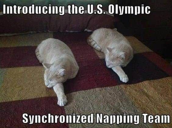 Cat Humor #8