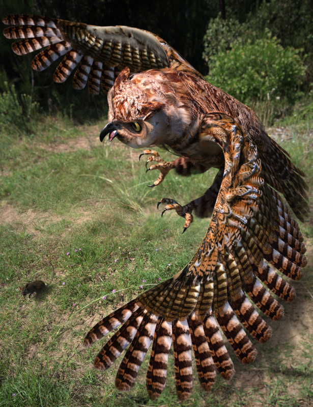 Great Horned Owl