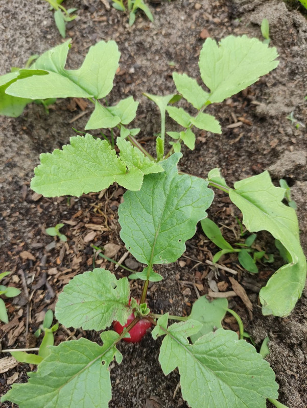 radish.jpg