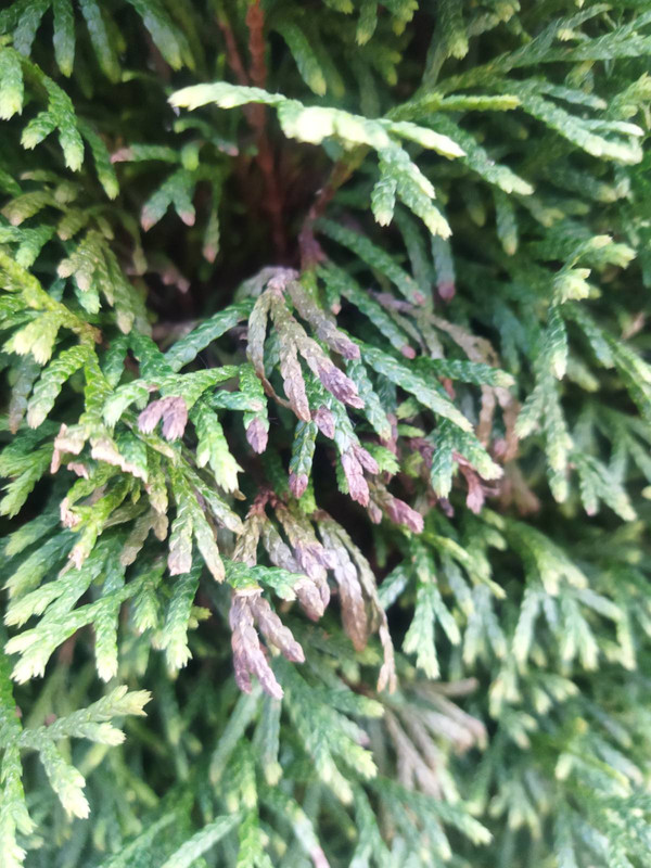 зображення_viber_2025-04-23_13-57-20-789