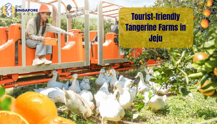 Tourist-friendly Tangerine Farms in Jeju