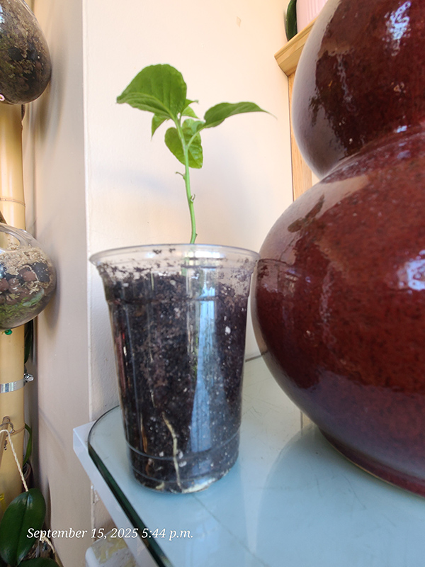 [Image: 20250915-174421.jpg]