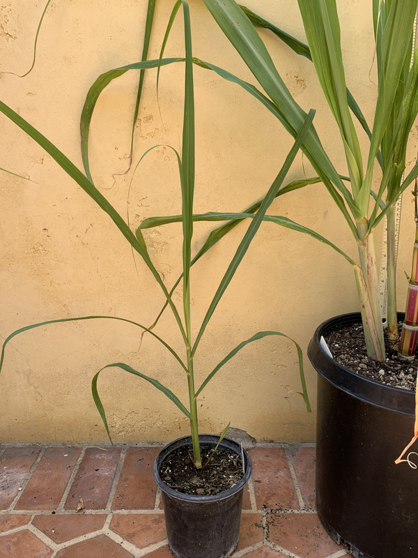 1F4AA283-D7F0-4F13-9C39-3453FDD4CADD