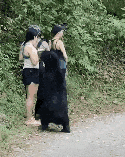 daily-gifdump-3378-26.gif