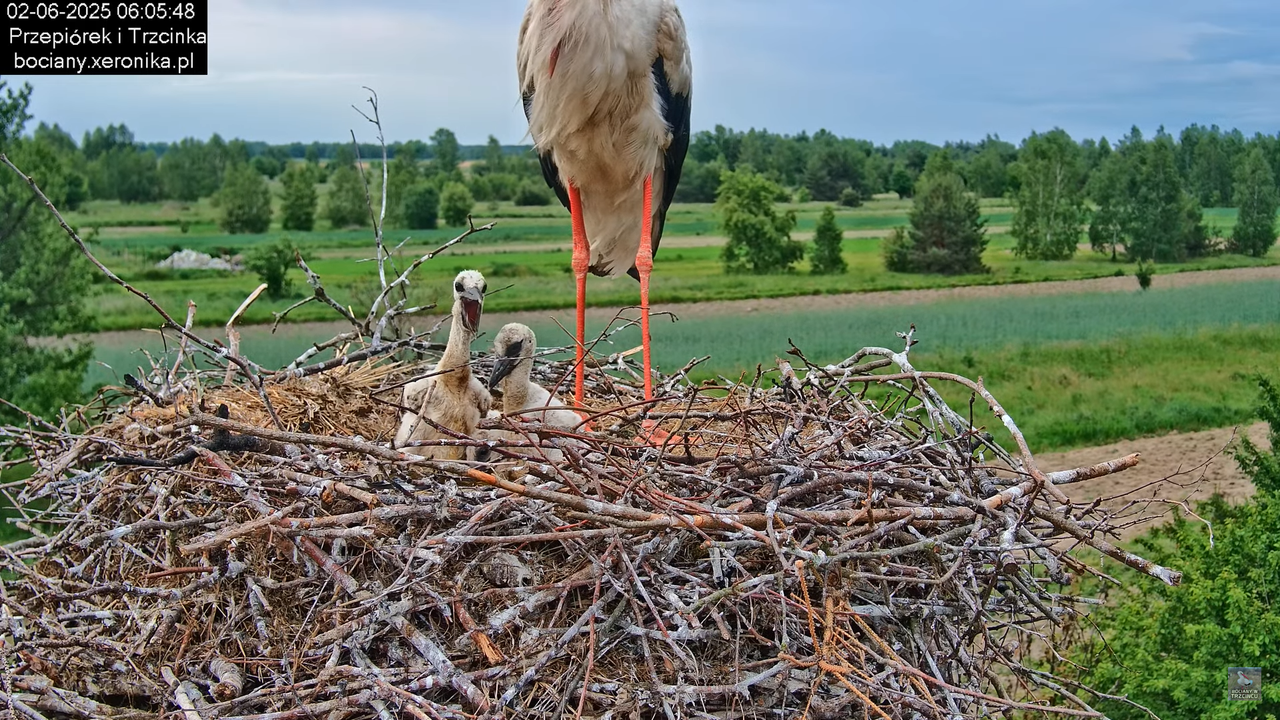 02062025bociany6