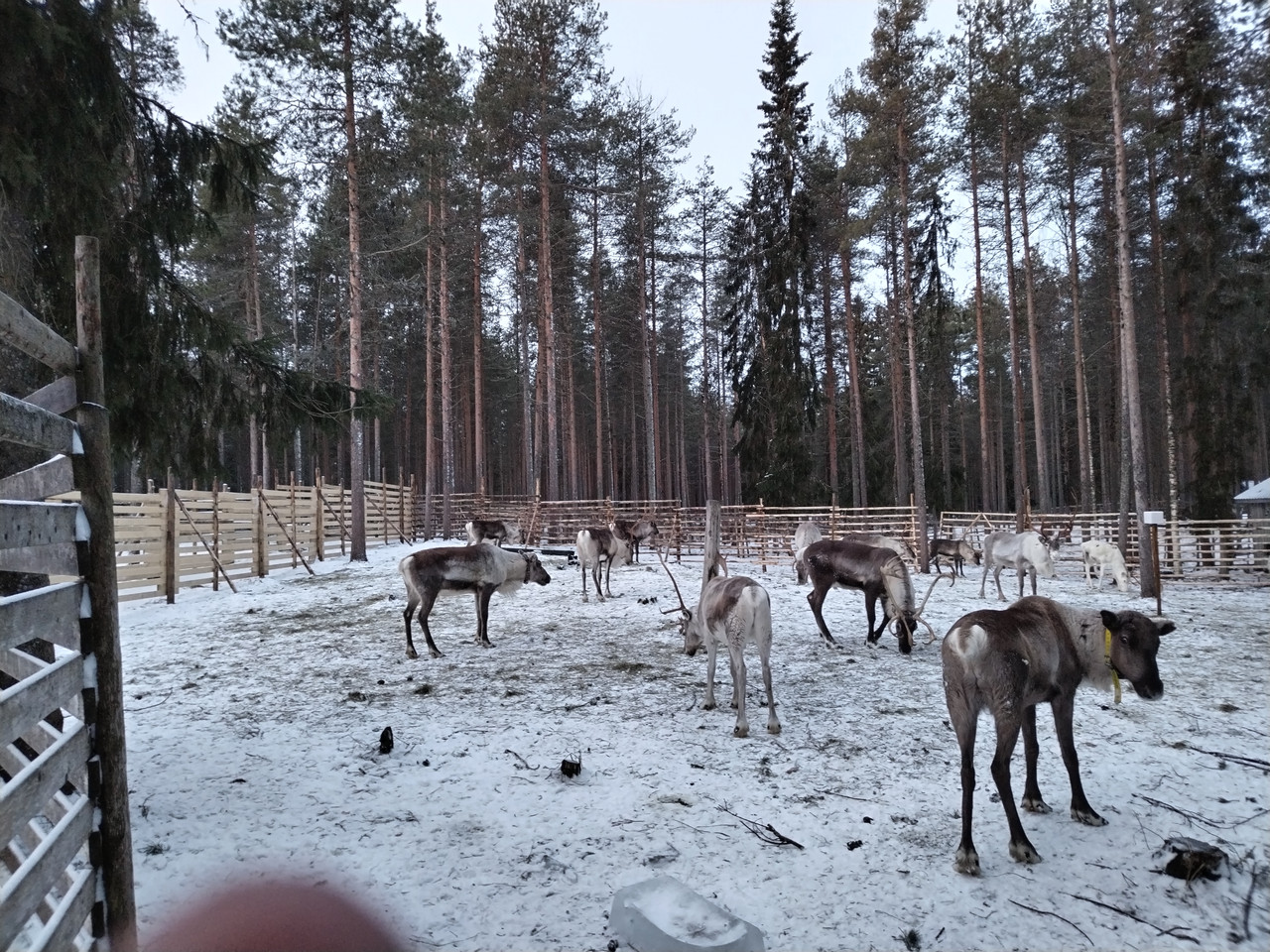 Día 4. Renos, lago helado y Santa Claus Village – Viaje a Laponia con niñas - Viaje a Laponia con niñas - Finlandia 8 días (1)