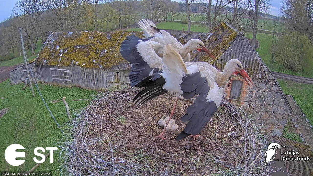 Baltie stārķi (Ciconia ciconia) Tukuma novadā - LDF tiešraide __ White storks in Tukums, Latvia 8-20