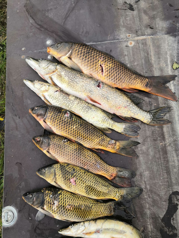 IMG_20200704_160349_701