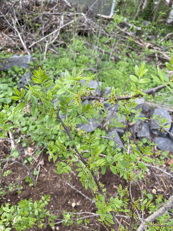 71EAAAF0-4432-4965-B29D-BE4B8975FCD5