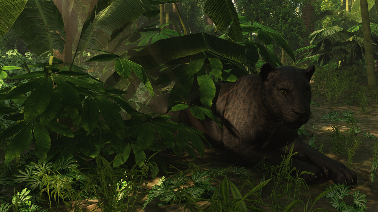 Black Panther at Rest