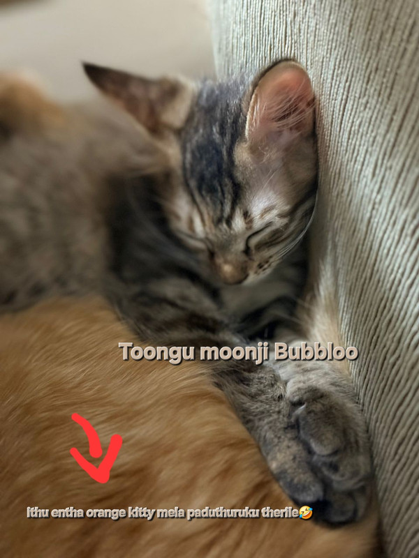 IMG 20260206 WA0089