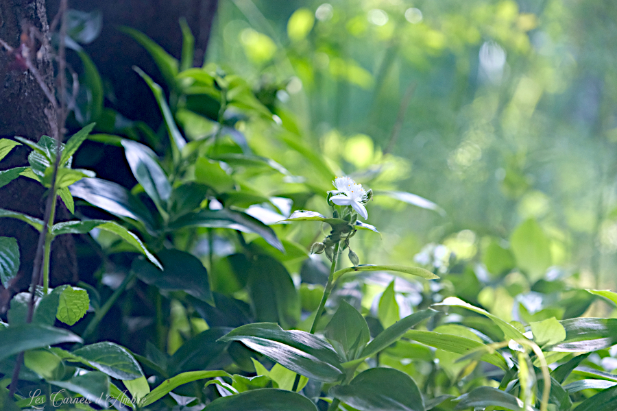 Misère à fleur blanche, dans le jardin un peu sous-bois, entre les deux