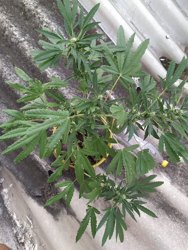 WhatsApp Image 2020-06-27 at 4.51.18 PM (1)