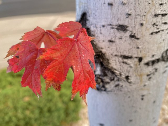 [Image: D92394-E7-AA66-4686-88-F9-30-BE624-EC89-F.jpg]