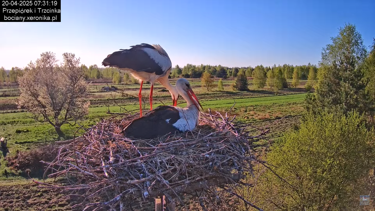 20042025bociany21