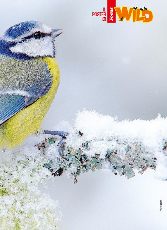 Foc Wil - Mar 2024 (10)