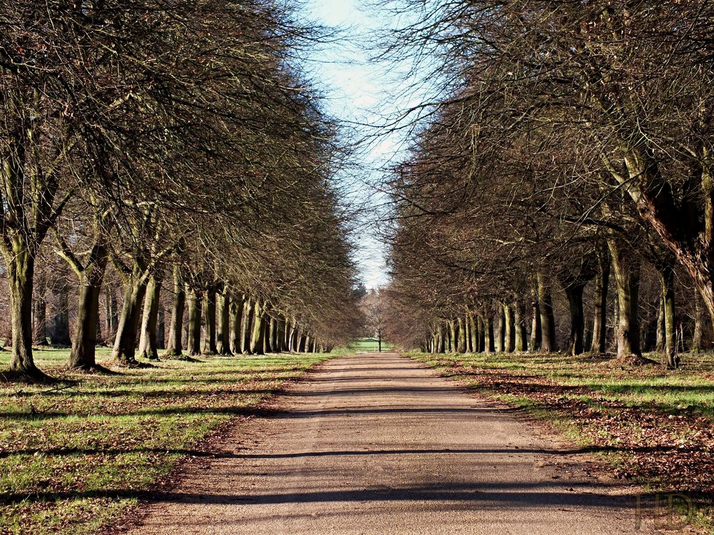 winter-woodland-walk-Feb-23-HD.jpg
