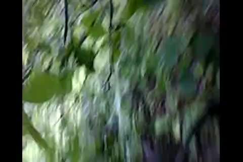480px x 320px - Jungle Mai Mangal | desi mms|Indian Mms|Indian Sex Video|indian ...