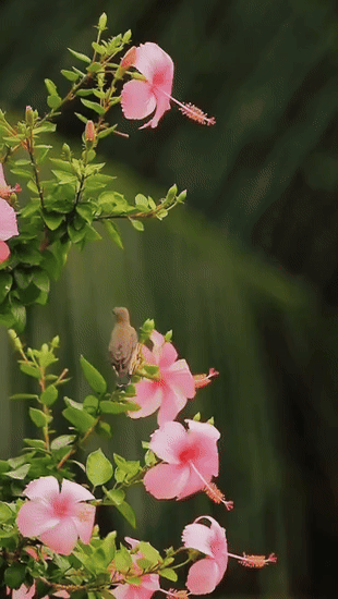310825-hibiscus-oiseau