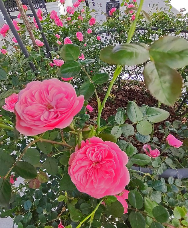 https://i.postimg.cc/qvwbp4QK/27-IMG-20250529-130846.jpg