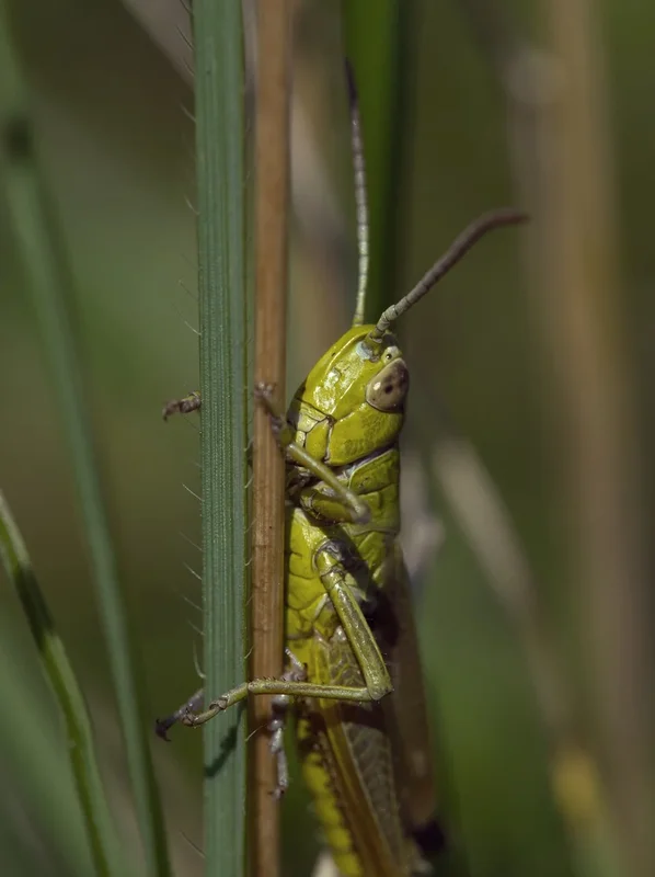 green-grasshopper-9638847-1280.webp