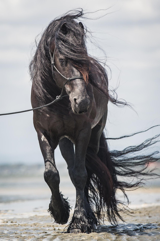 black-friesian-stallion-stock-by-xxmysterystockxx-de10sgz-fullview.jpg