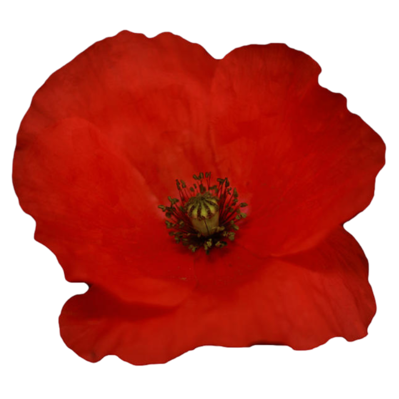 poppy