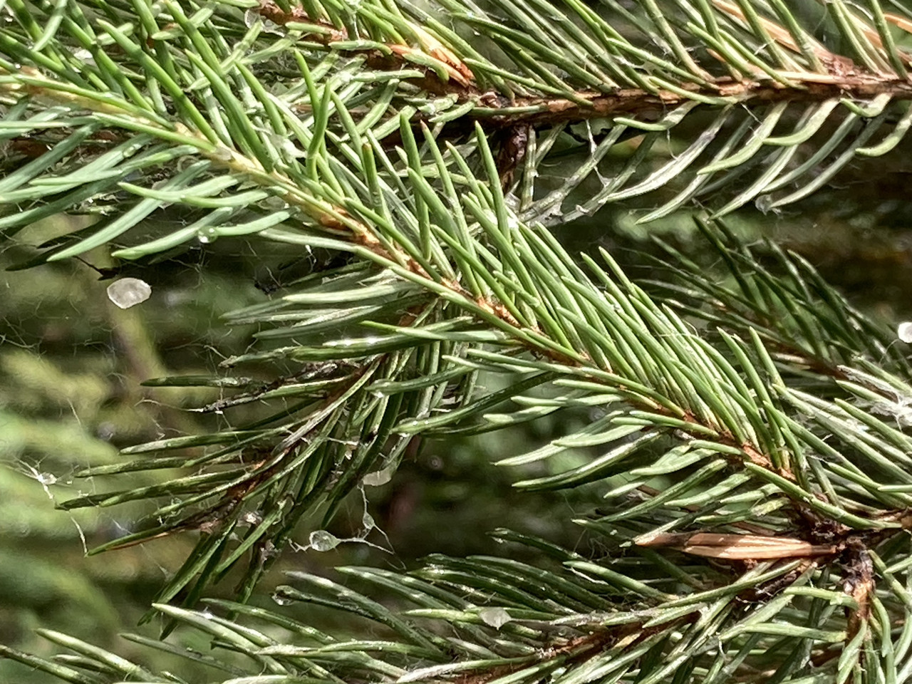 Something coniferous and resinous