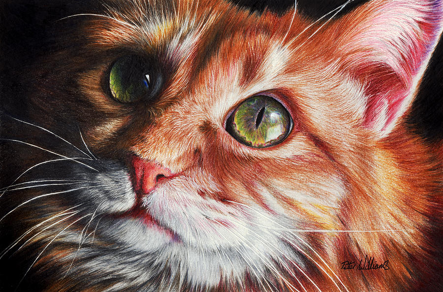 4-whats-going-on-peter-williams